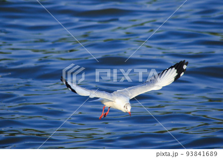Brown-headed Gull is found along the coast or estuary. Find food by swimming or hovering over floating food. 93841689