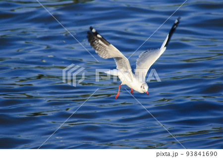 Brown-headed Gull is found along the coast or estuary. Find food by swimming or hovering over floating food. 93841690