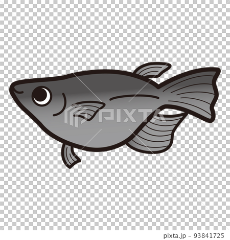Illustration of black half daruma killifish 93841725