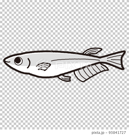 Simple medaka illustration (black and white) Simple medaka illustration (black and white) 93841727