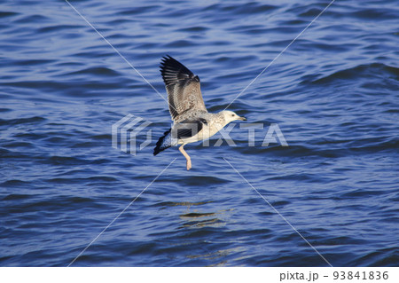 Brown-headed Gull forage by swimming or hovering over floating food. along the coast or river mouth Brown-headed Gull forage by swimming or hovering over floating food. along the coast or river mouth 93841836