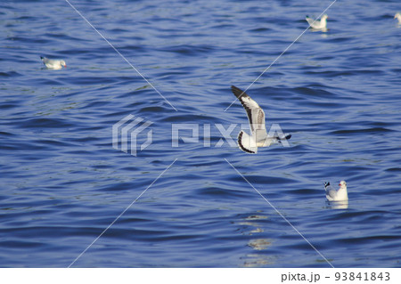 Brown-headed Gull forage by swimming or hovering over floating food. along the coast or river mouth Brown-headed Gull forage by swimming or hovering over floating food. along the coast or river mouth 93841843