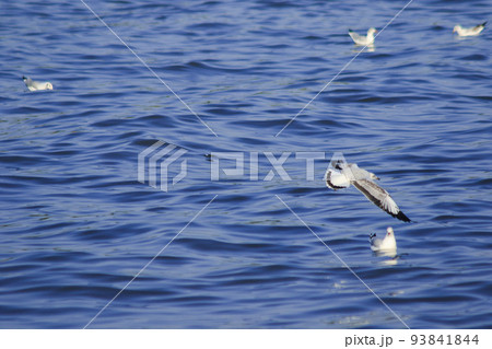 Brown-headed Gull forage by swimming or hovering over floating food. along the coast or river mouth 93841844