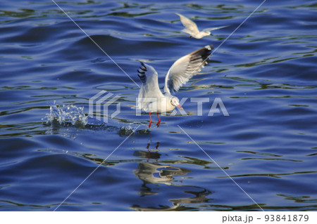 Brown-headed Gull forage by swimming or hovering over floating food. along the coast or river mouth 93841879