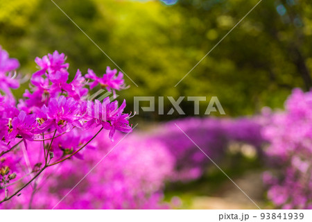♯蕪崎園地　♯蕪崎園地展望台　♯牛窓　♯瀬戸内海国立公園　♯亀山公園 93841939