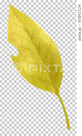 Colored pencil drawing one point of fallen leaves in autumn and winter 93842124