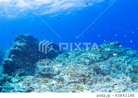 沖縄慶良間の珊瑚礁の美しい水中の景色 93842186