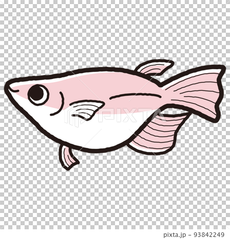 一個簡單的半達摩鱂的插圖 一個簡單的半達摩鱂的插圖 93842249