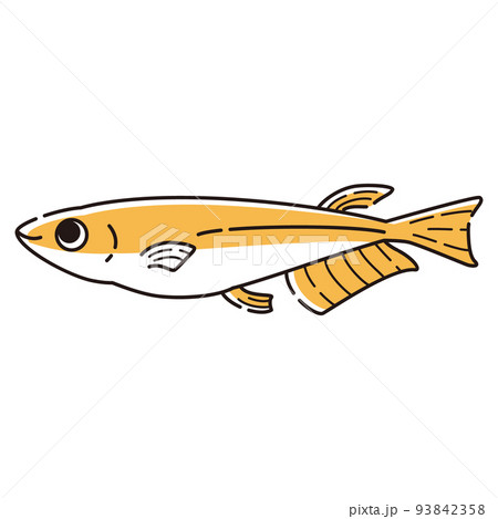 シンプルなメダカのイラスト シンプルなメダカのイラスト 93842358