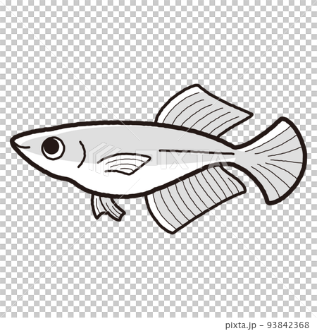 Illustration of a simple Hikari Medaka (black and white) 93842368
