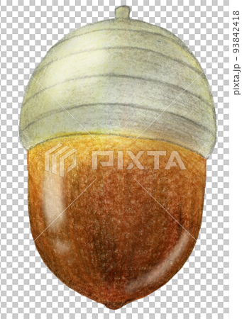 One point of oak tree acorn drawing with colored pencils 93842418