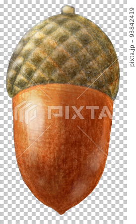 One point of colored pencil drawing of Shiinoki acorn 93842419