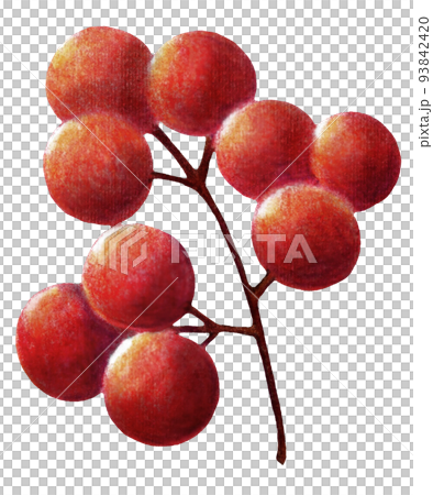 One point of colored pencil drawing of red nuts for decoration 93842420