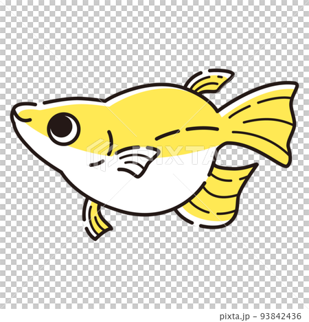 一個簡單的佛法鱂魚的插圖 一個簡單的佛法鱂魚的插圖 93842436