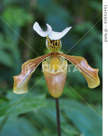 パフィオペディルム・グラトリキシアナム Paphiopedilum gratrixianum パフィオペディルム・グラトリキシアナム Paphiopedilum gratrixianum 93842441