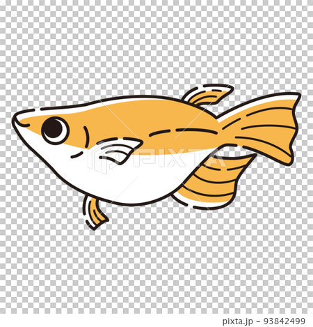一個簡單的半達摩鱂的插圖 一個簡單的半達摩鱂的插圖 93842499