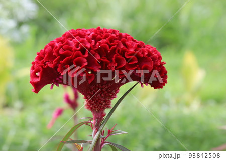 日本の夏の庭に咲く赤い鶏頭の花の写真素材 [93842508] - PIXTA