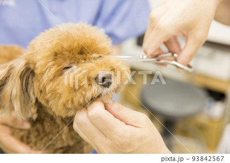 動物病院で犬のトリミングをする女性手元 動物病院で犬のトリミングをする女性手元 93842567