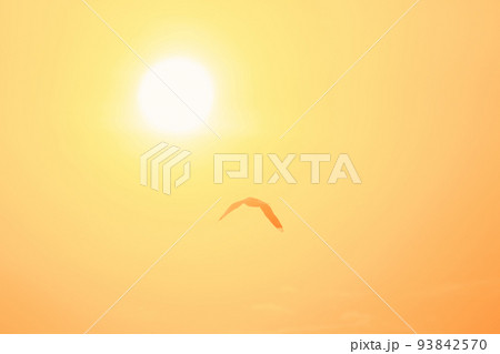 Silhouette of seagulls flying in the sky with orange sunset light. 93842570