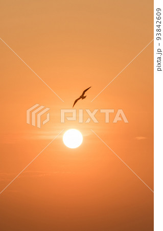 Silhouette of seagulls flying in the sky with orange sunset light. 93842609