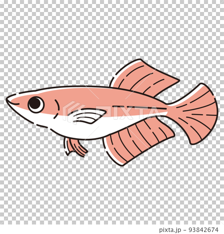 シンプルなヒカリメダカのイラスト シンプルなヒカリメダカのイラスト 93842674