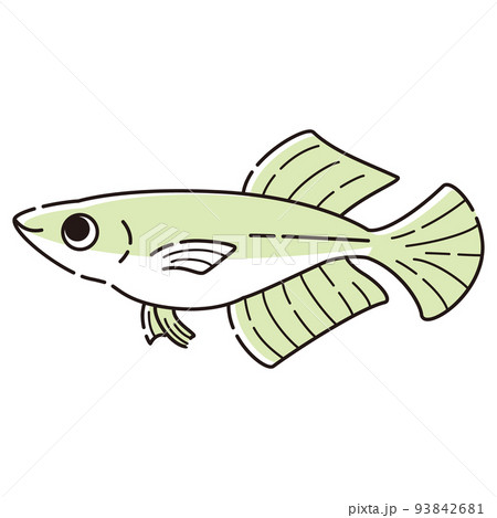 シンプルなヒカリメダカのイラスト シンプルなヒカリメダカのイラスト 93842681