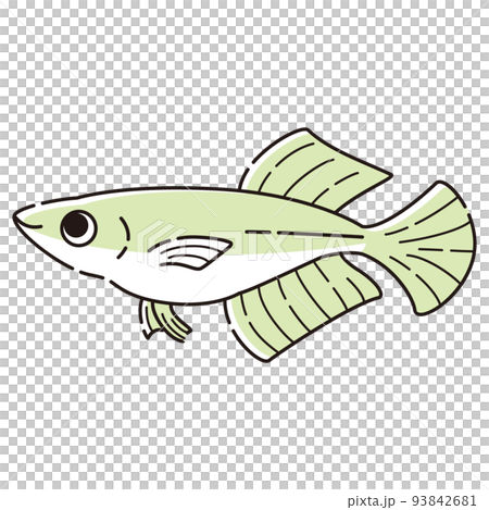 シンプルなヒカリメダカのイラスト シンプルなヒカリメダカのイラスト 93842681