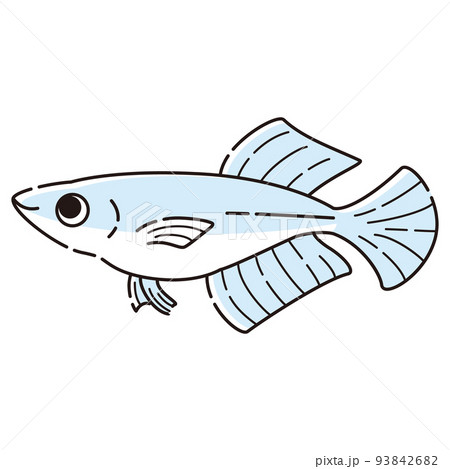 シンプルなヒカリメダカのイラスト シンプルなヒカリメダカのイラスト 93842682