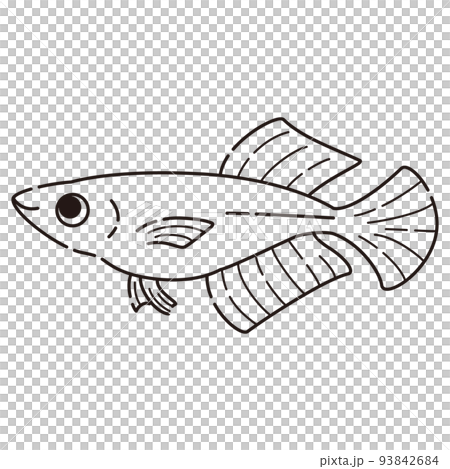シンプルなヒカリメダカのイラスト(白黒) シンプルなヒカリメダカのイラスト(白黒) 93842684