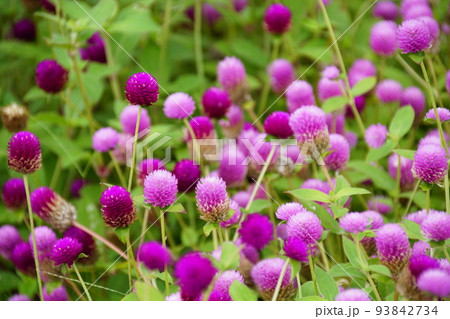 センニチコウ globe amaranth センニチコウ globe amaranth 93842734