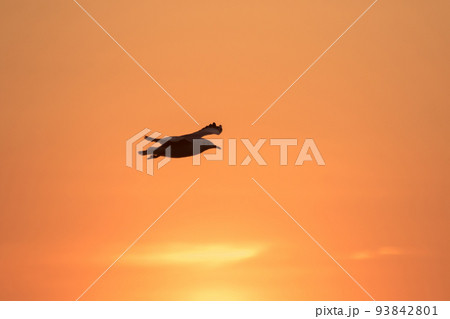 Silhouette of seagulls flying in the sky with orange sunset light. Silhouette of seagulls flying in the sky with orange sunset light. 93842801