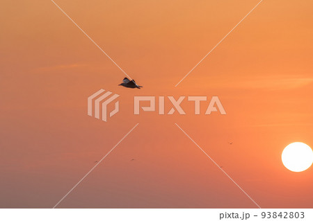 Silhouette of seagulls flying in the sky with orange sunset light. Silhouette of seagulls flying in the sky with orange sunset light. 93842803