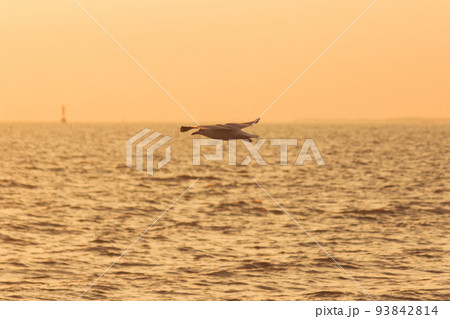 Silhouette of seagulls flying in the sky with orange sunset light. Silhouette of seagulls flying in the sky with orange sunset light. 93842814