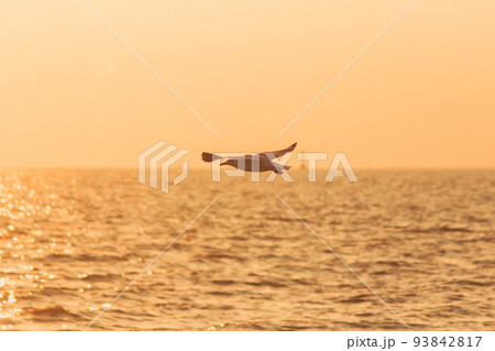 Silhouette of seagulls flying in the sky with orange sunset light. Silhouette of seagulls flying in the sky with orange sunset light. 93842817
