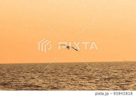 Silhouette of seagulls flying in the sky with orange sunset light. 93842818