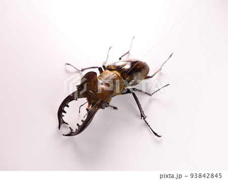 ミヤマクワガタ クワガタムシ 夏休み 子供 ミヤマクワガタ クワガタムシ 夏休み 子供 93842845