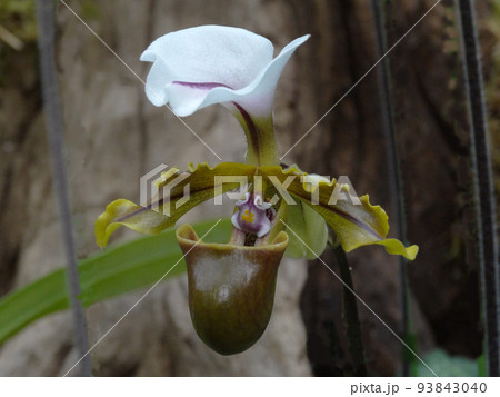 パフィオペディルム・スピケリアヌム Paphiopedilum spicerianum パフィオペディルム・スピケリアヌム Paphiopedilum spicerianum 93843040