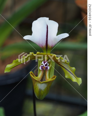 パフィオペディルム・スピケリアヌム Paphiopedilum spicerianum パフィオペディルム・スピケリアヌム Paphiopedilum spicerianum 93843042