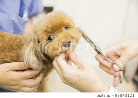 動物病院で犬のトリミングをする女性手元 93843121