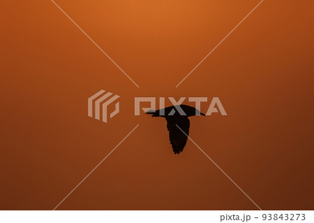 Silhouette of seagulls flying in the sky with orange sunset light. Silhouette of seagulls flying in the sky with orange sunset light. 93843273