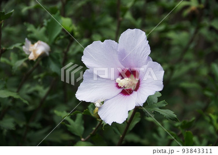 ムクゲ Hibiscus syriacus ムクゲ Hibiscus syriacus 93843311