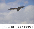 青空と白い雲を背景に、空を飛ぶ鳶のクローズアップ。 93843491