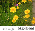 道端に咲く黄色い花数個のクローズアップ。 93843496