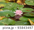 池の薄いピンクの睡蓮1輪のクローズアップ。 93843497