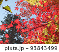 青空を背景とした赤い紅葉と淡黄色の紅葉のクローズアップ。 93843499