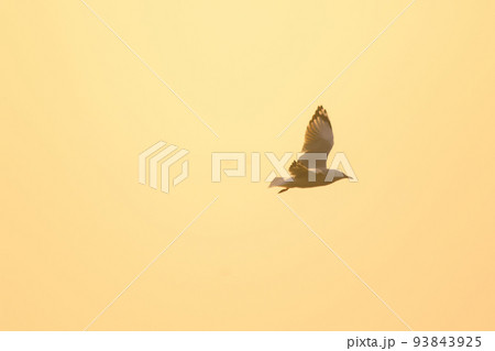 Silhouette of seagulls flying in the sky with orange sunset light. Silhouette of seagulls flying in the sky with orange sunset light. 93843925