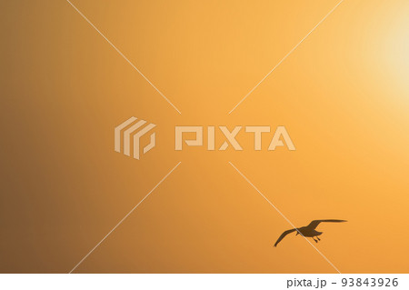 Silhouette of seagulls flying in the sky with orange sunset light. 93843926