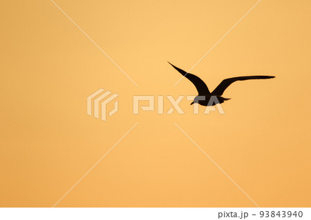 Silhouette of seagulls flying in the sky with orange sunset light. 93843940