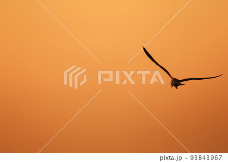 Silhouette of seagulls flying in the sky with orange sunset light. Silhouette of seagulls flying in the sky with orange sunset light. 93843967