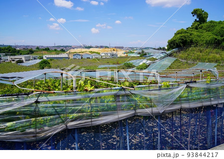 大阪 羽曳野市 鉢伏山麓のぶどう園(駒ヶ谷、晩夏) 大阪 羽曳野市 鉢伏山麓のぶどう園(駒ヶ谷、晩夏) 93844217